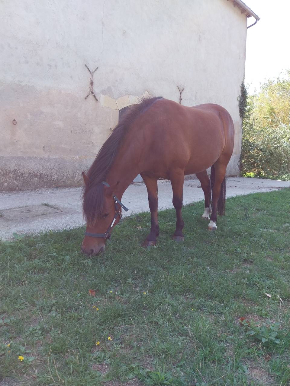 Gelding Pottok  For sale 2020 Bay