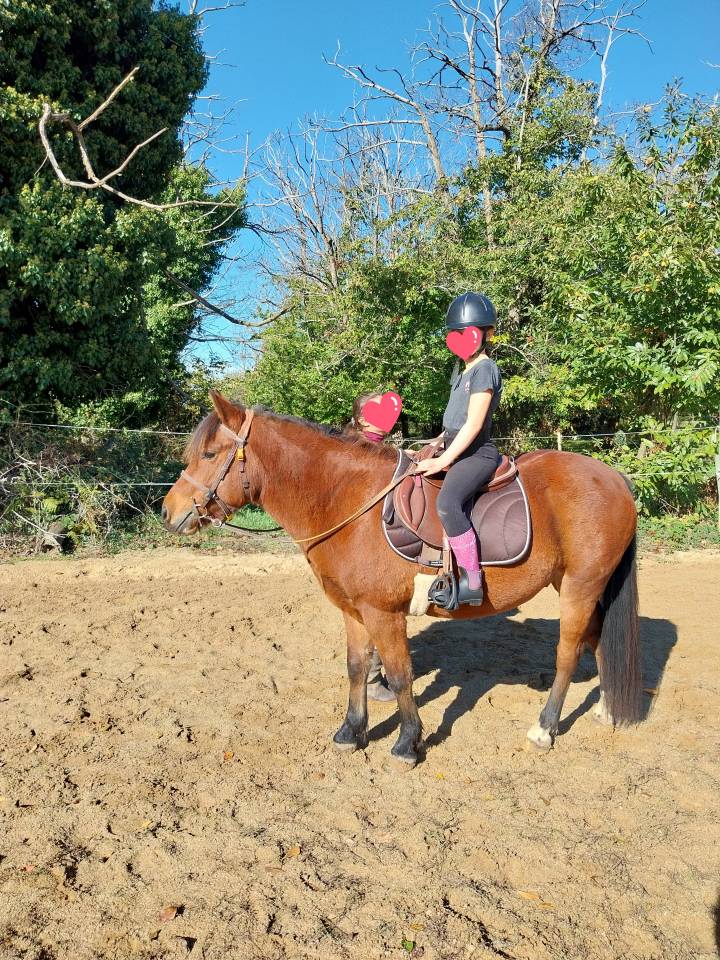 Gelding Pottok  For sale 2020 Bay