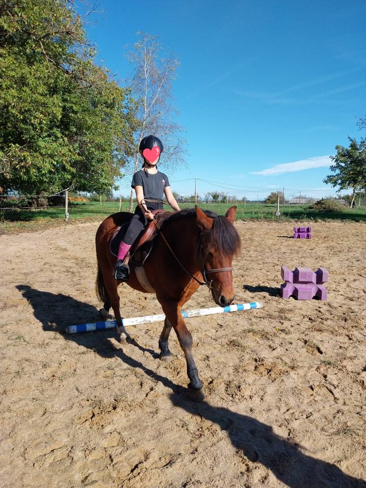 Gelding Pottok  For sale 2020 Bay