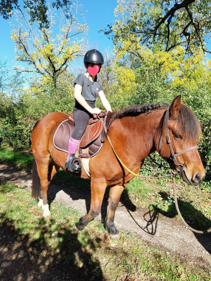 Gelding Pottok  For sale 2020 Bay
