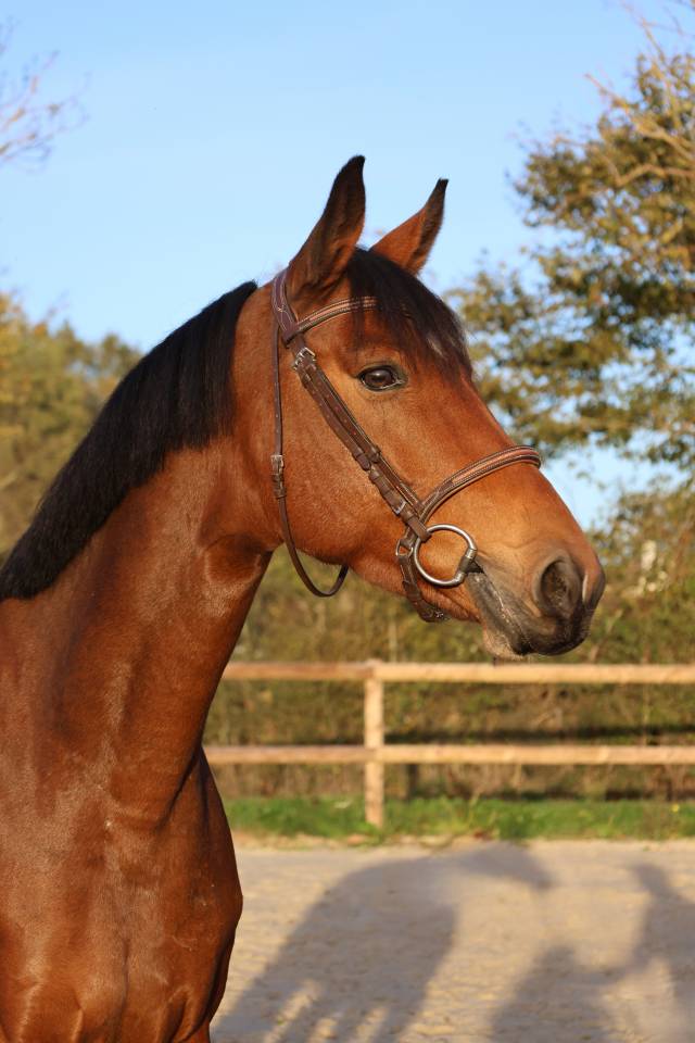 Mare Selle Fran&ccedil;ais For sale 2019 Bay