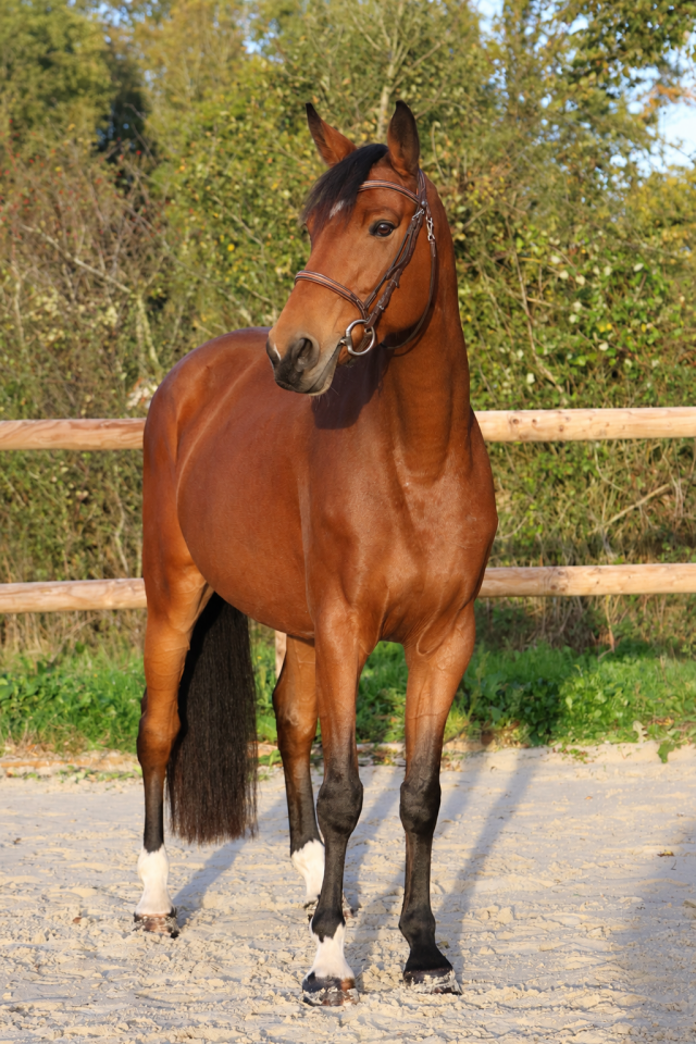 Mare Selle Fran&ccedil;ais For sale 2019 Bay