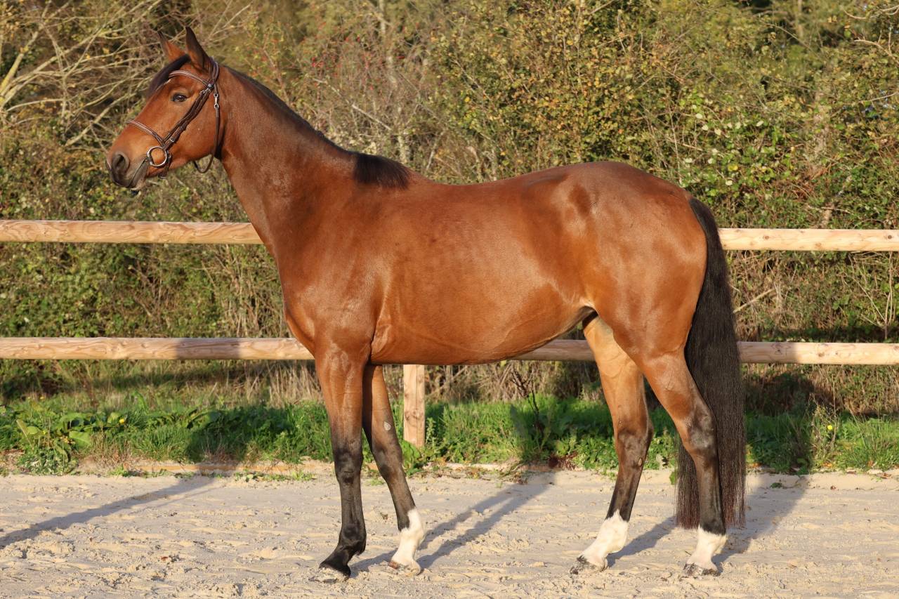 Mare Selle Fran&ccedil;ais For sale 2019 Bay