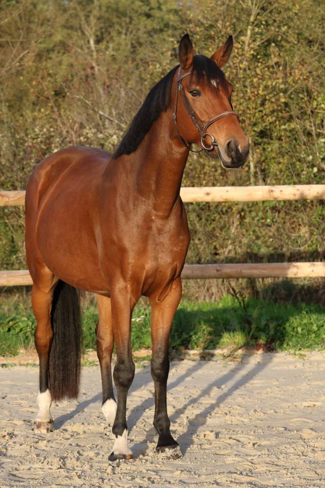 Mare Selle Fran&ccedil;ais For sale 2019 Bay