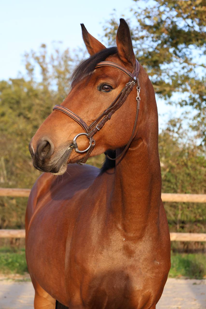 Mare Selle Fran&ccedil;ais For sale 2019 Bay