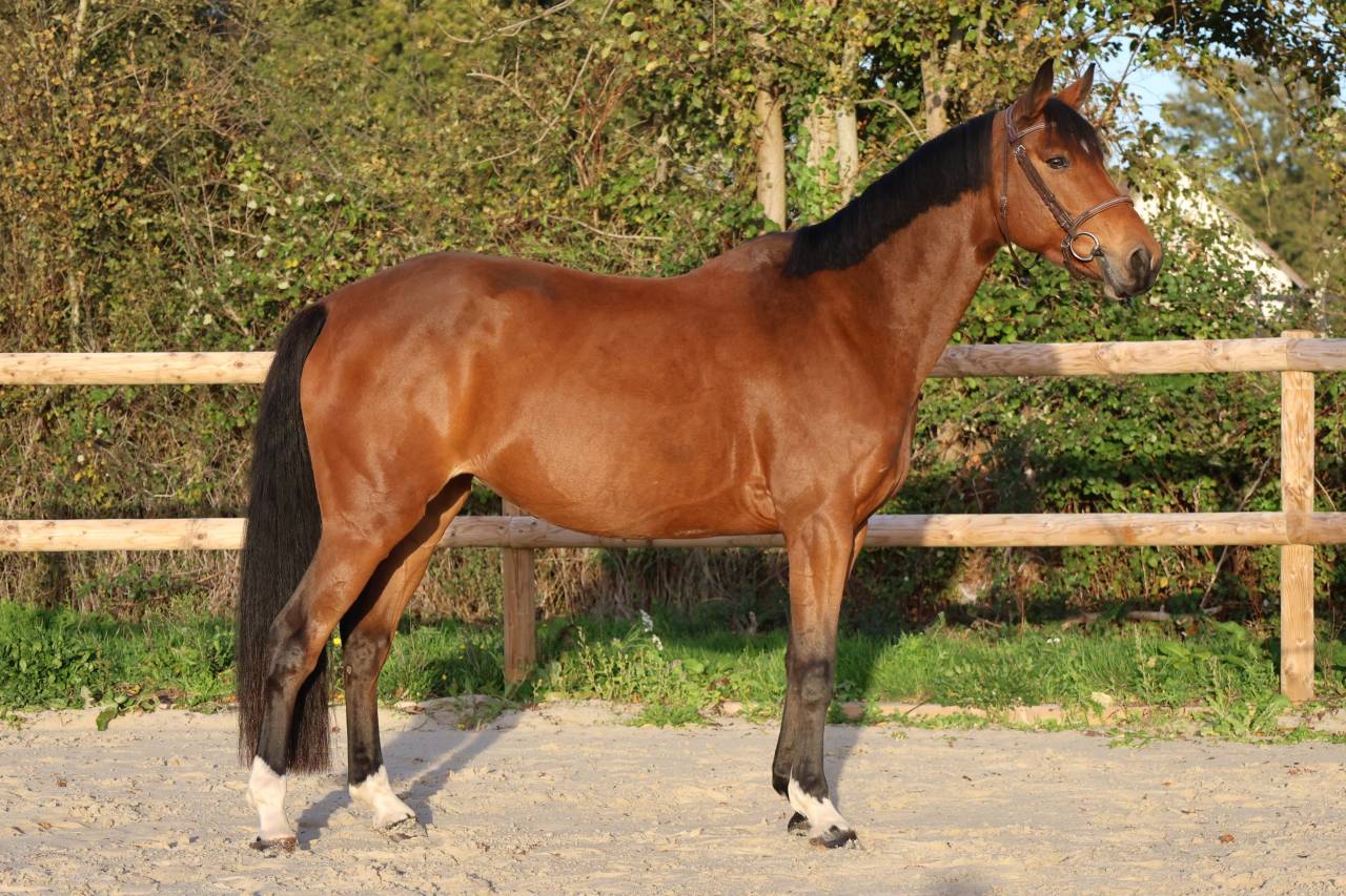 Mare Selle Fran&ccedil;ais For sale 2019 Bay
