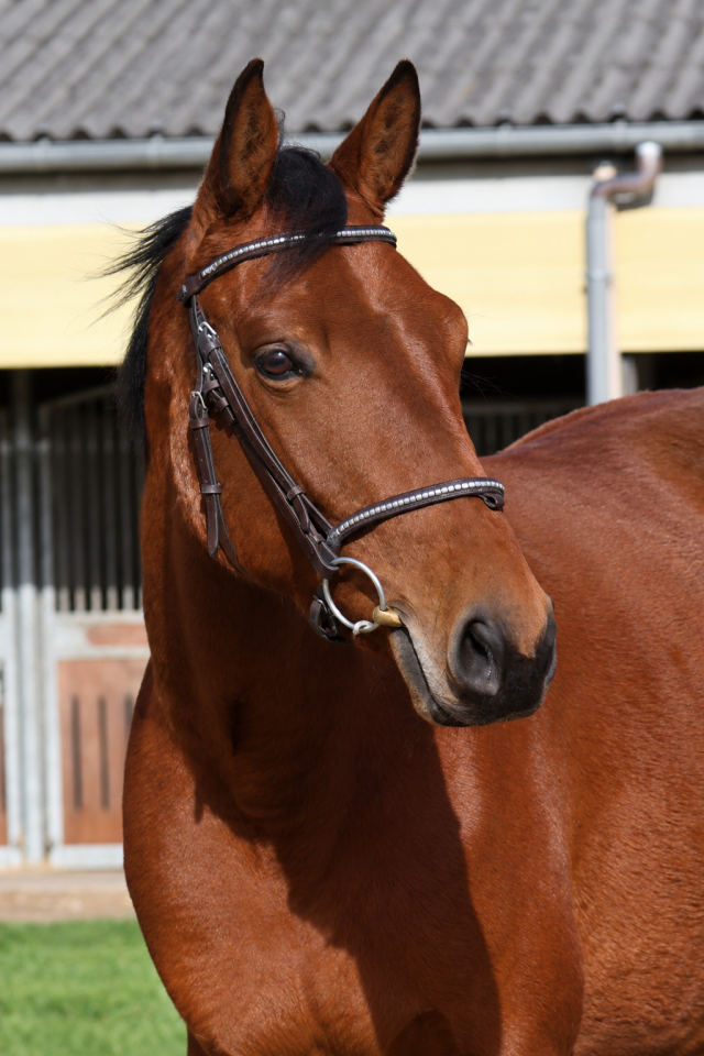 Mare Origin Recorded For sale 2023 Bay