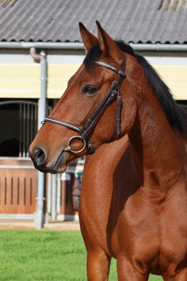 Mare Origin Recorded For sale 2023 Bay