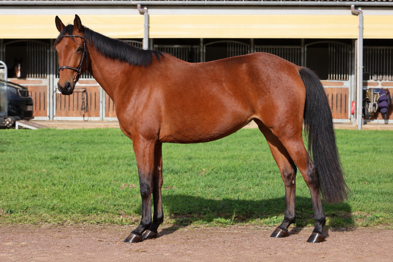 Mare Origin Recorded For sale 2023 Bay