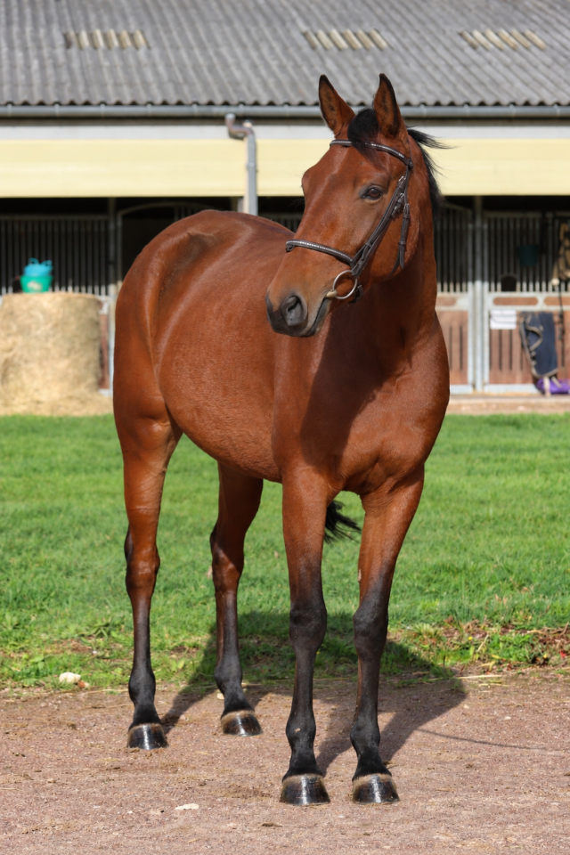Mare Origin Recorded For sale 2023 Bay