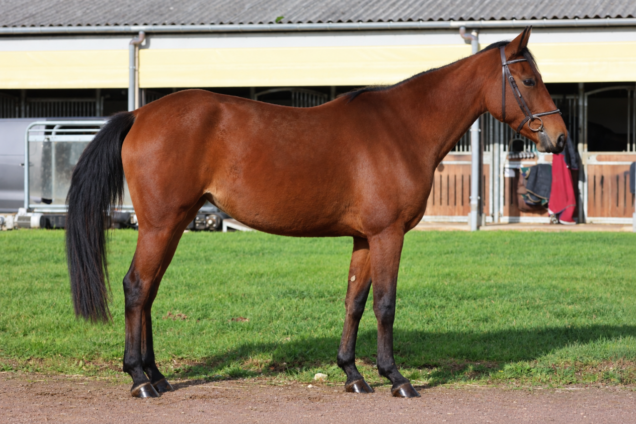 Mare Origin Recorded For sale 2023 Bay