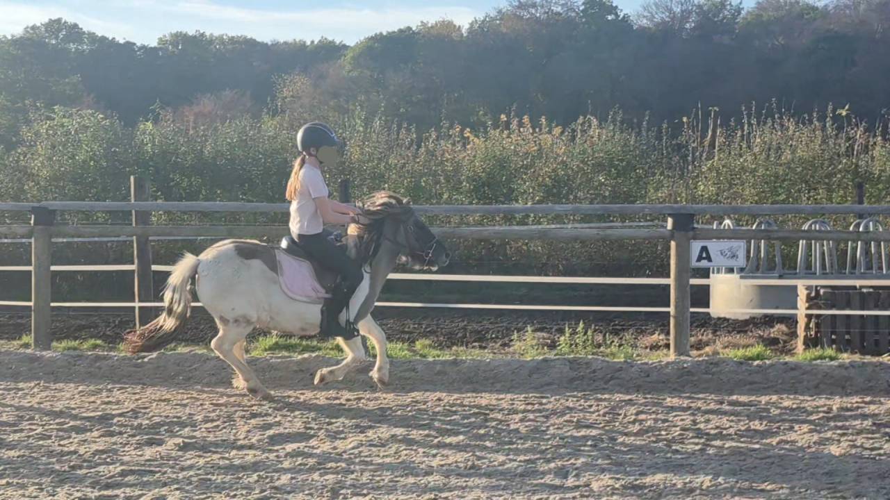 Mare Shetland Pony For sale 2023 Coloured