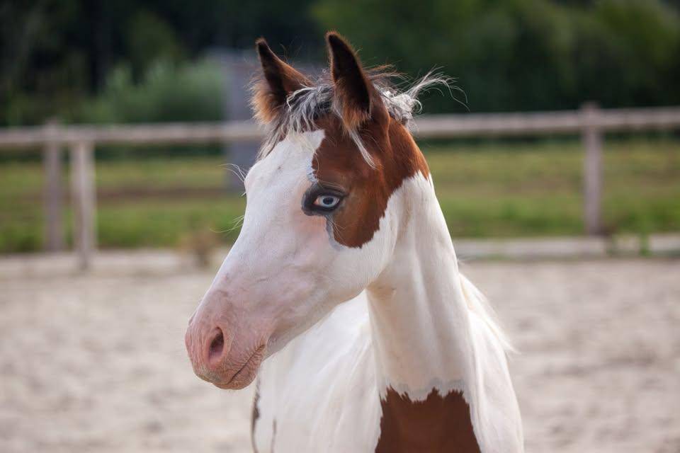 Colt French Saddle Pony For sale 2026 Coloured
