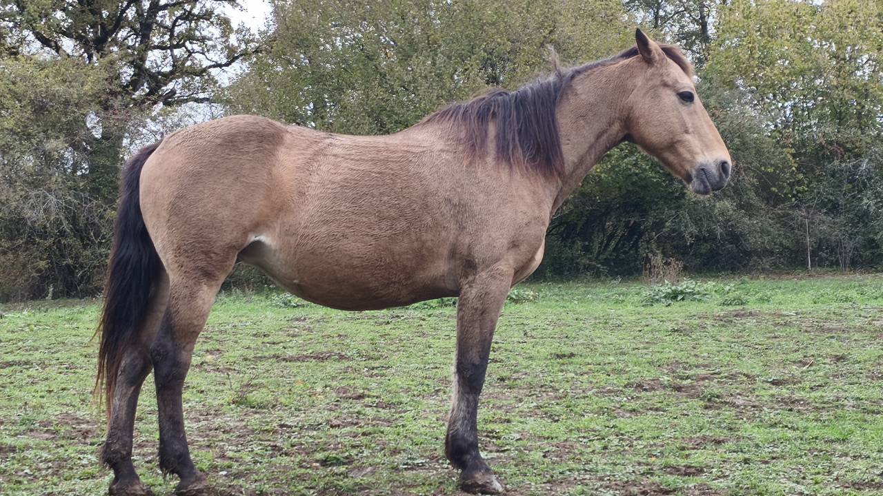 Broodmare Connemara For sale 2008 Buckskin
