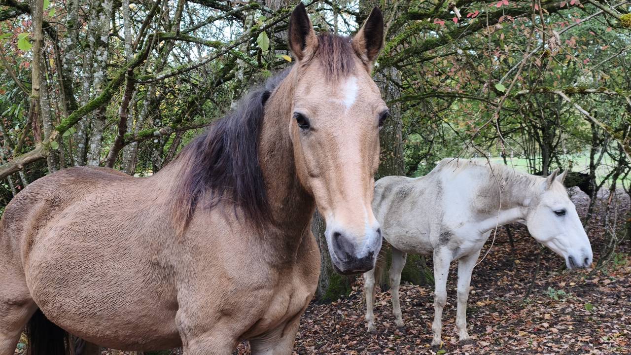Broodmare Connemara For sale 2008 Buckskin