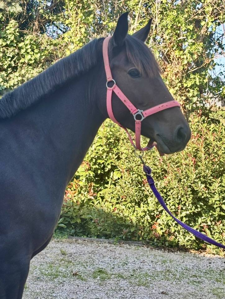 Mare No Origin Recorded For sale 2022 Bay