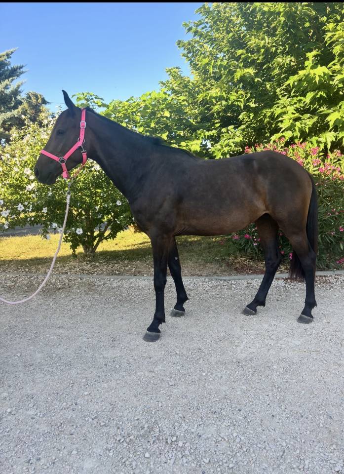 Mare No Origin Recorded For sale 2022 Bay