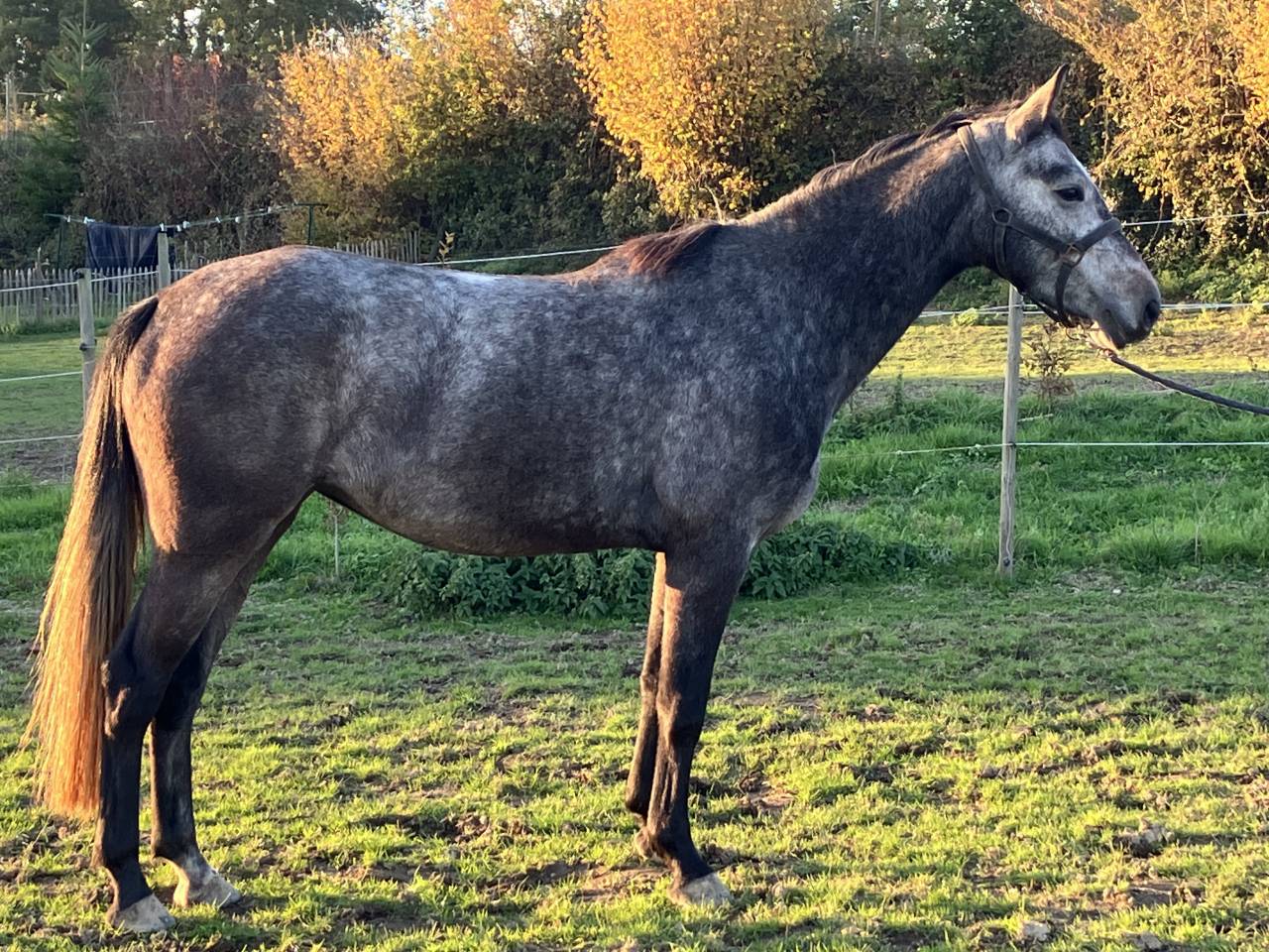 Mare Zangersheide For sale 2023 Grey
