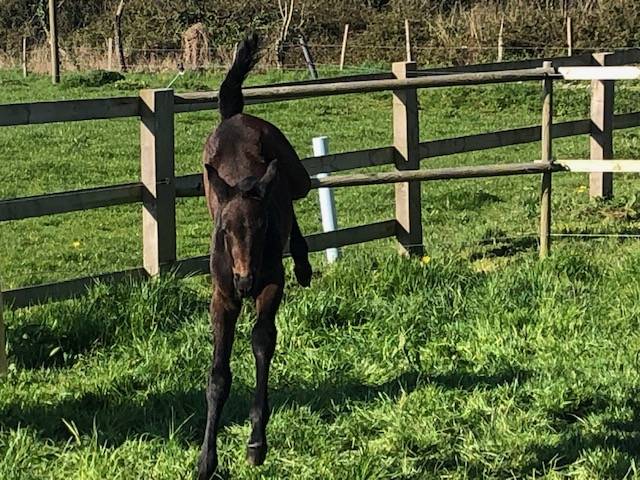 Mare Zangersheide For sale 2023 Grey