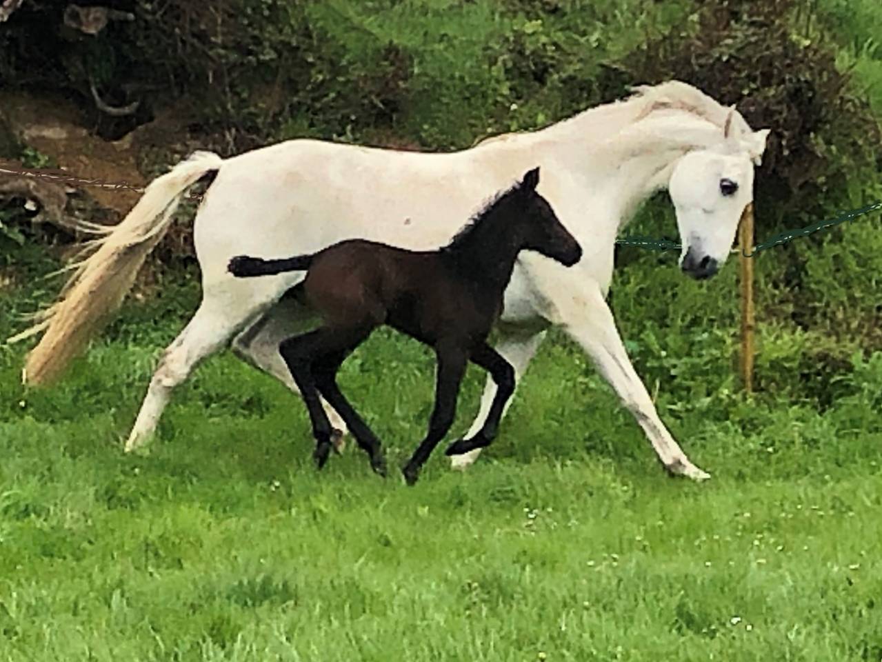 Mare Zangersheide For sale 2023 Grey