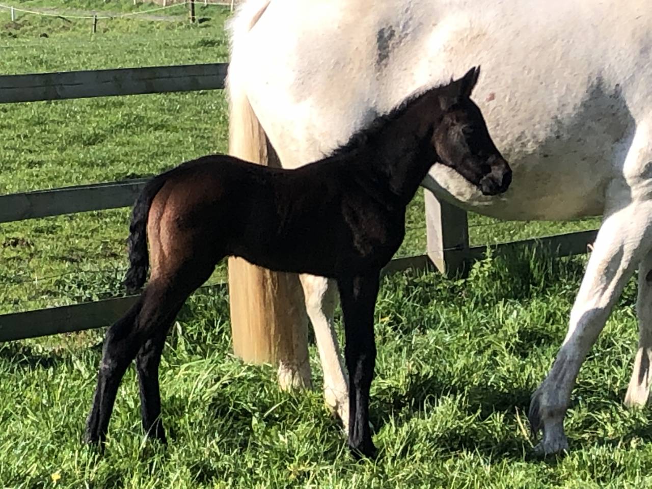 Mare Zangersheide For sale 2023 Grey