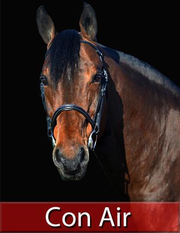 Con Air - Holsteiner 1997 by CONTENDER