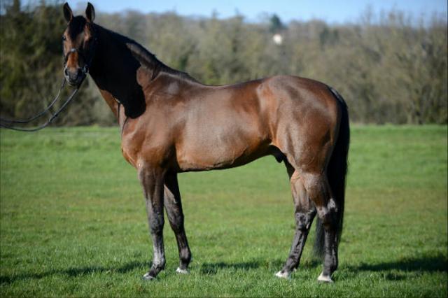 Con Air - Holsteiner 1997 by CONTENDER