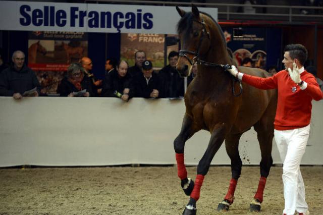 Con Air - Holsteiner 1997 by CONTENDER