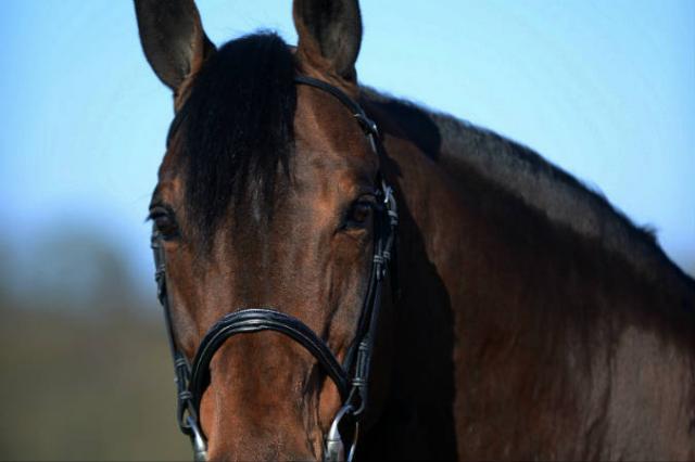 Con Air - Holsteiner 1997 by CONTENDER