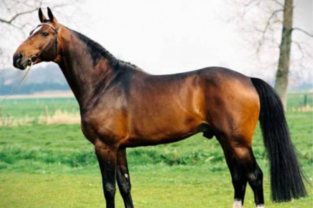 Toulon - BWP Belgian Warmblood 1996 by HEARTBREAKER