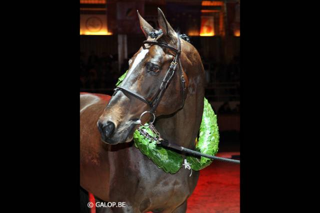 Toulon - BWP Belgian Warmblood 1996 by HEARTBREAKER