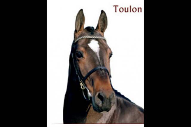 Toulon - BWP Belgian Warmblood 1996 by HEARTBREAKER