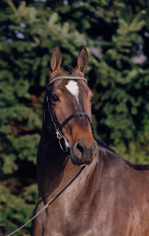 Toulon - BWP Belgian Warmblood 1996 by HEARTBREAKER