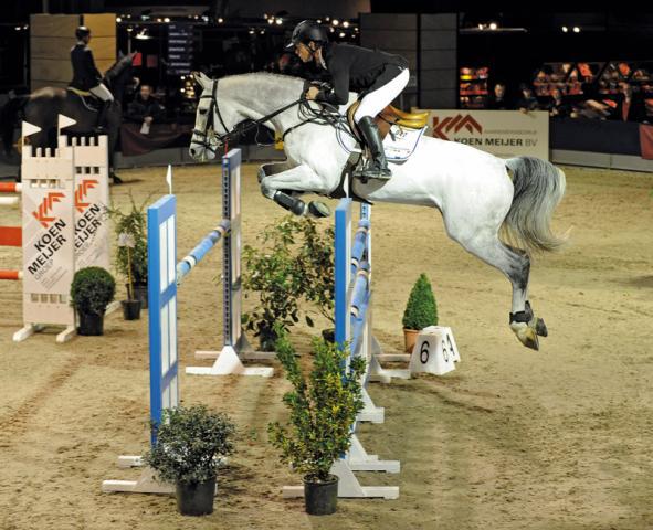 Clarimo - Holsteiner 2003 by CLEARWAY HOLST