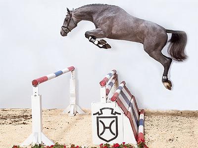 Clarimo - Holsteiner 2003 by CLEARWAY HOLST