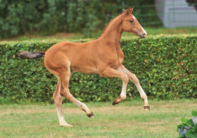 Clarimo - Holsteiner 2003 by CLEARWAY HOLST