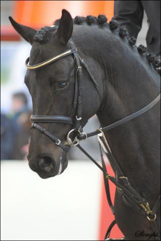 Diarado - Holsteiner 2005 by DIAMANT DE SEMILLY SFA