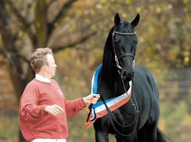 Diarado - Holsteiner 2005 by DIAMANT DE SEMILLY SFA