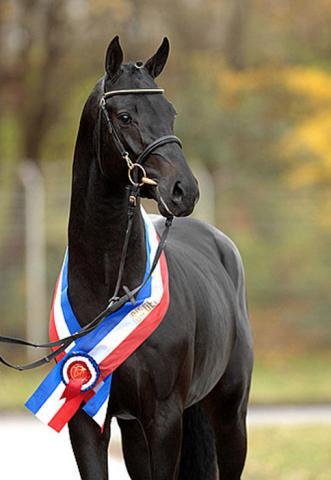 Diarado - Holsteiner 2005 by DIAMANT DE SEMILLY SFA