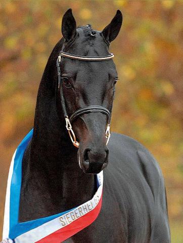 Diarado - Holsteiner 2005 by DIAMANT DE SEMILLY SFA