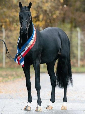 Diarado - Holsteiner 2005 by DIAMANT DE SEMILLY SFA