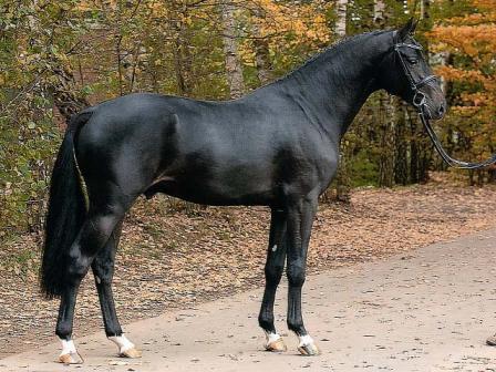 Diarado - Holsteiner 2005 by DIAMANT DE SEMILLY SFA