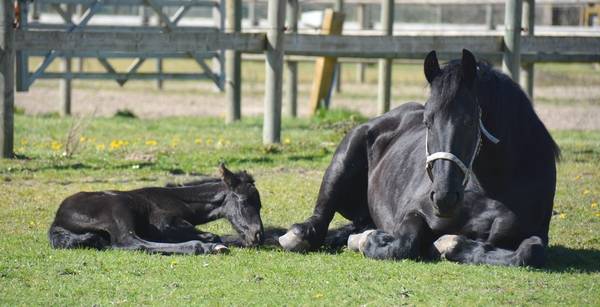 HARAS DU GRAFFARD | Horse breeders > Breeders, Other pony breeds