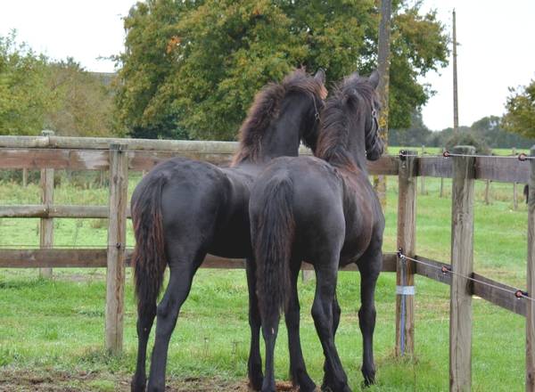 HARAS DU GRAFFARD | Horse breeders > Breeders, Other pony breeds