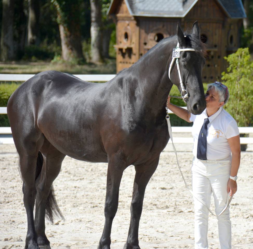 HARAS DU GRAFFARD | Horse breeders > Breeders, Other pony breeds