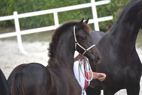 HARAS DU GRAFFARD | Horse breeders > Breeders, Other pony breeds