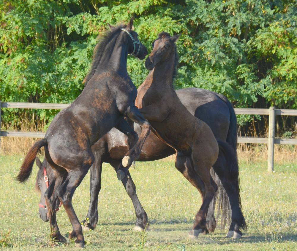 HARAS DU GRAFFARD | Horse breeders > Breeders, Other pony breeds