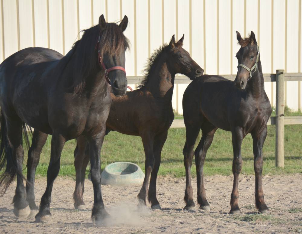 HARAS DU GRAFFARD | Horse breeders > Breeders, Other pony breeds