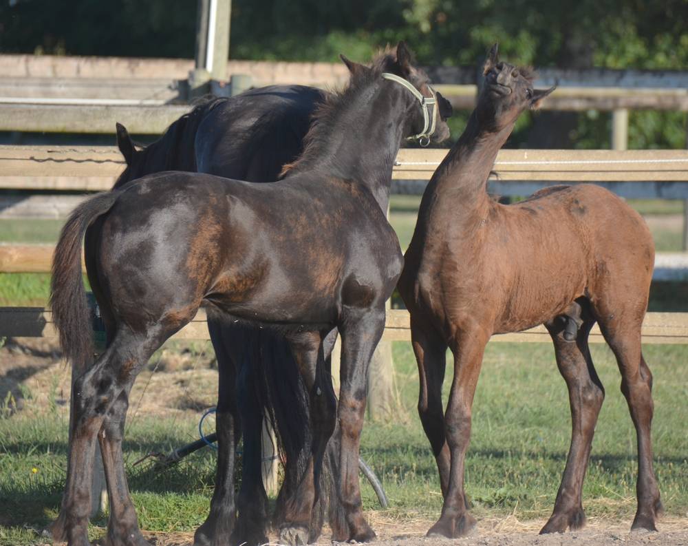 HARAS DU GRAFFARD | Horse breeders > Breeders, Other pony breeds