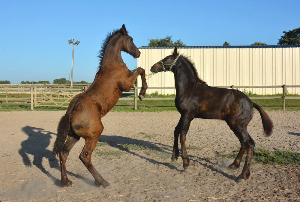 HARAS DU GRAFFARD | Horse breeders > Breeders, Other pony breeds